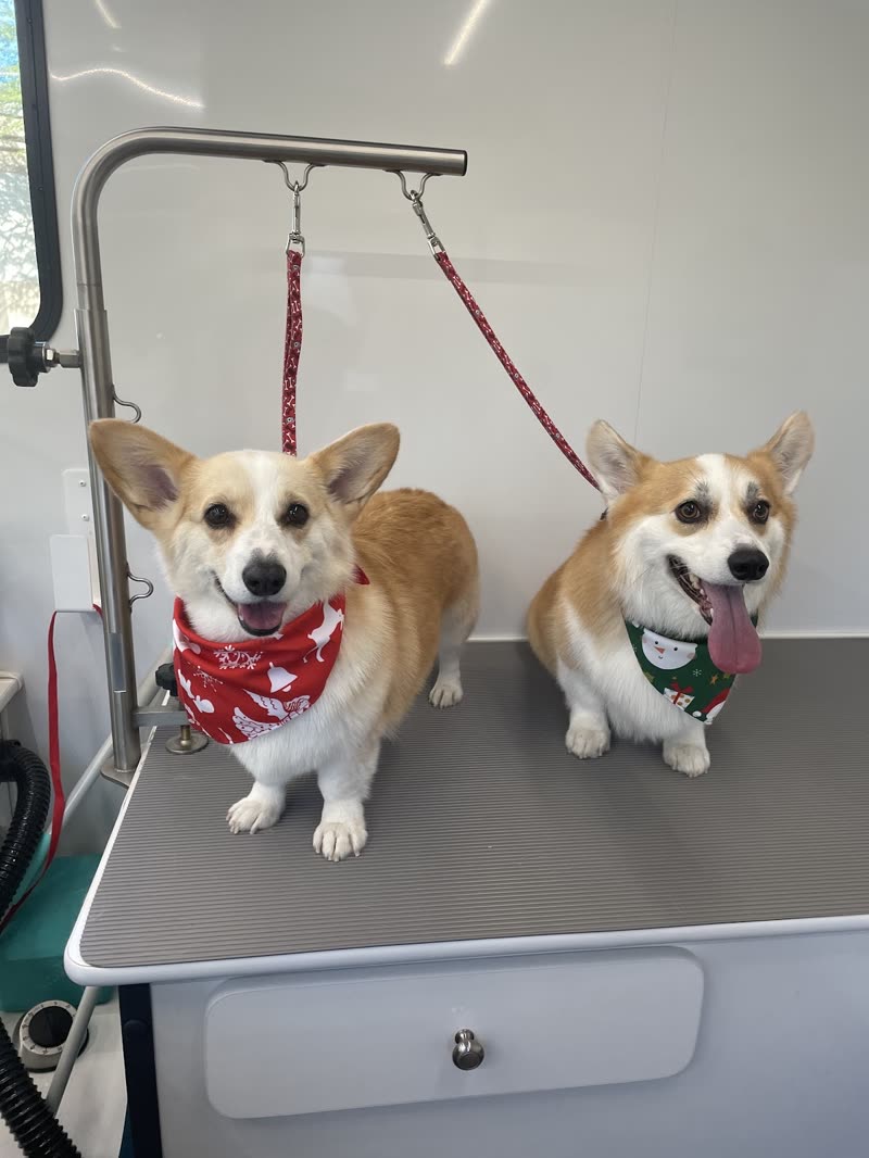 Two freshly groomed corgis in red bandanas on the grooming table inside the van