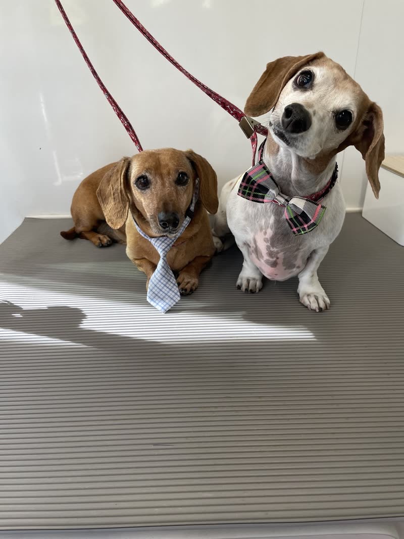 A dachshund and a beagle on the grooming table in a tie and a plaid bandana after their groom