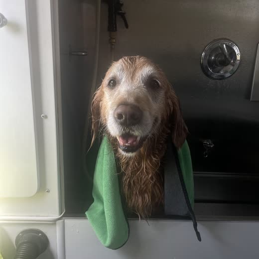 A wet terrier-mix leaning out of the mobile grooming van's bath station wrapped in a green towel