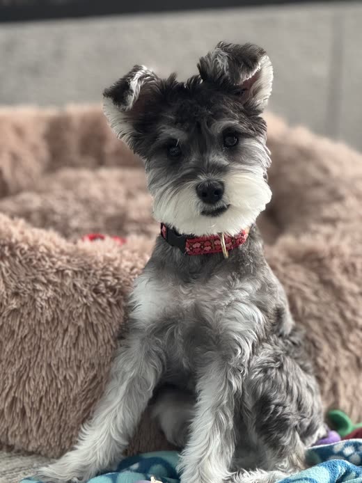 A neatly clipped miniature schnauzer in a red bandana sitting in a pink dog bed