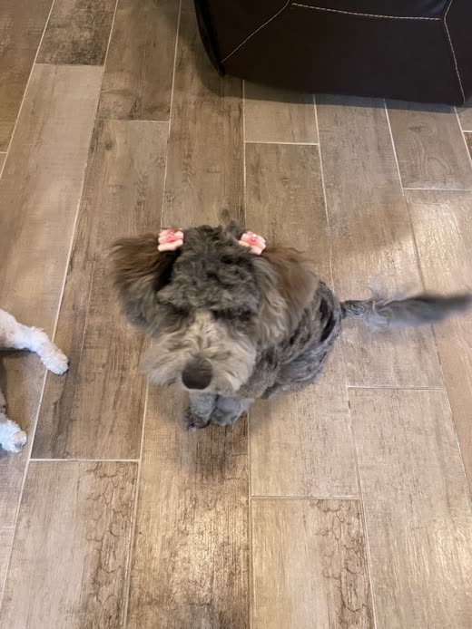 A groomed grey doodle with pink bows in its ears, seen from above