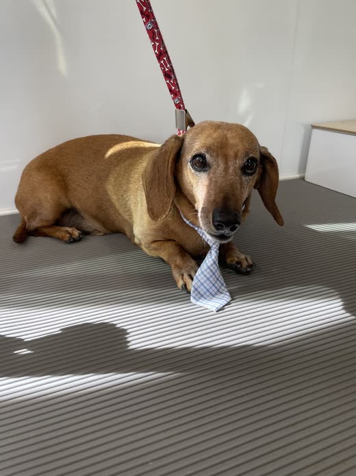 A smooth dachshund on the grooming table wearing a small striped necktie