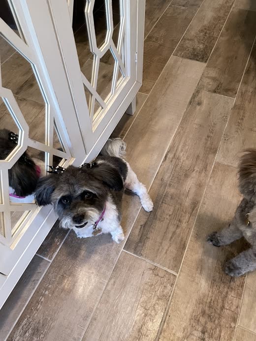 A small shih-tzu-type dog with pink bows lying beside a white cabinet